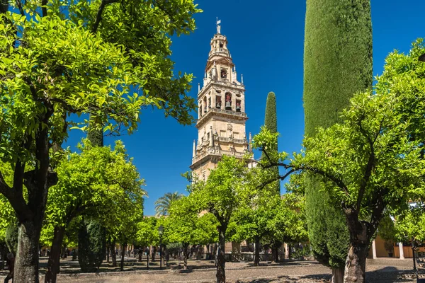 İspanya 'nın Cordoba kentindeki Portakal Bahçesi' nden (Patio de los naranjos) Katedral 'in (Mezquita-Katedrali) çan kulesinin görüntüsü.