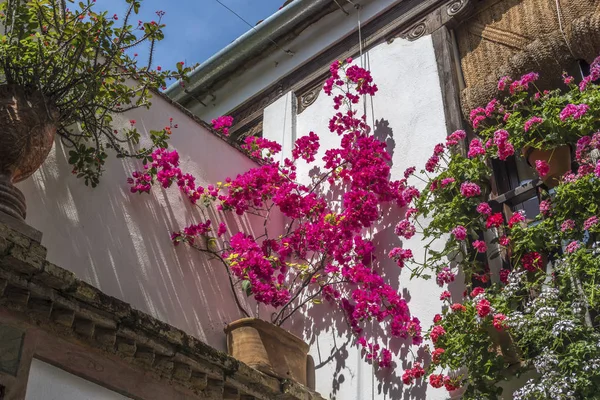 Cordoba, Endülüs, İspanya 'daki geleneksel veranda festivalinin (Patios de Cordoba) bir verandasında bulunan sardunya ve bougainvillea