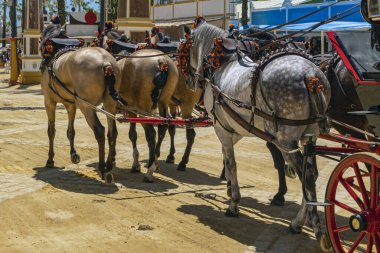 5 atlı bir koşum takımı: 3 sabah, 1 gri elmalı ve 1 koyu renkli Jerez de la Frontera, Endülüs, İspanya 14 Mayıs 2019