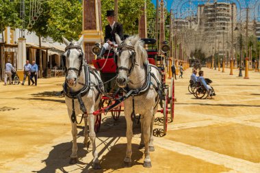 Bir çift açık gri at ve Horse Feria, Jerez de la Frontera, Endülüs, İspanya, 14 Mayıs 2019 'da tekerlekli sandalyede iki kişi.