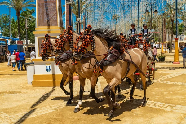 At Feria, Jerez de la Frontera, Endülüs, İspanya, 14 Mayıs 2019