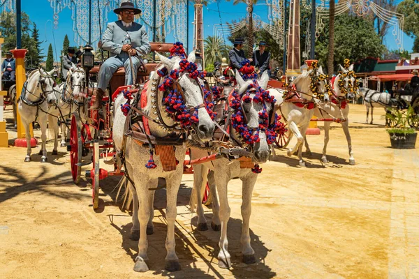 At Feria, Jerez de la Frontera, Endülüs, İspanya, 14 Mayıs 2019 'da açık gri renkli Endülüs atları tarafından süslenmiş 4 vagon.