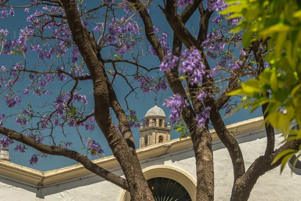 Üst platform ve Katedral 'in çan kulesi. Çiçekli bir Jacaranda 'nın içinden bak. Jerez de la Frontera, Endülüs, İspanya