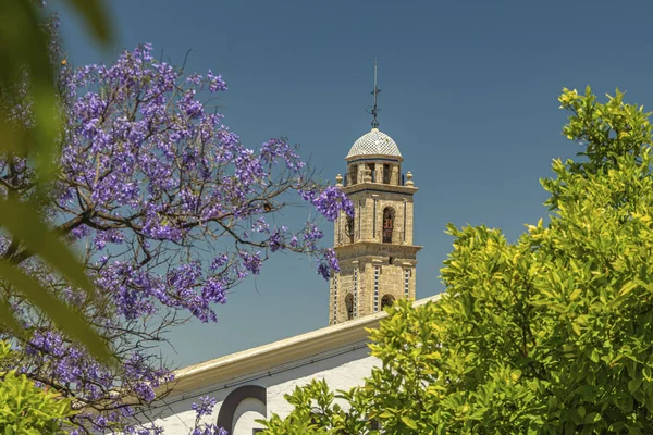 Üst platform ve Katedral 'in çan kulesi ve çiçek açan Jacaranda. Jerez de la Frontera, Endülüs, İspanya