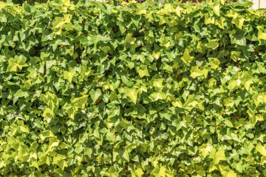 Sebze yeşili arka plan, çit, sarmaşık yaprağı dokusu