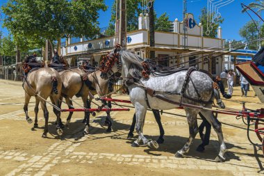 A team of 5 horses with tied tails: 3 morned, 1 gray in apple and 1 dark on equestrian feria (Feria de Caballo) in Jerez de la Frontera, Andalusia, Spain May 14, 2019