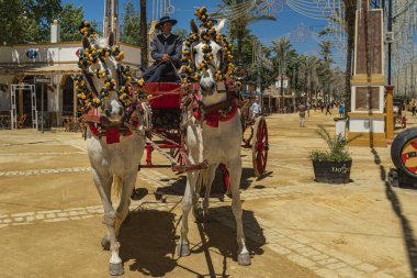 Kırmızı cephaneli açık gri renkli ve geleneksel sarı-yeşil renkli bir çift at.