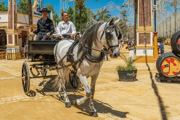 Uzun koyu renk yeleli açık gri bir at ve at arabasına bağlanmış, gözlerinde kırpıcılar vardı. At Feria (Feria de Caballo) Jerez de la Frontera, Endülüs, İspanya, 14 Mayıs 2019