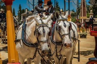 At Feria (Feria de Caballo), Jerez de la Frontera, Endülüs, İspanya, 14 Mayıs 2019