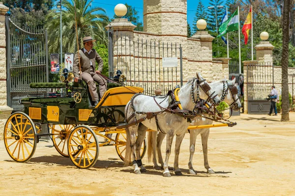 Açık gri renkli güzel bir çift Endülüs atı ve Horse Feria (Feria de Caballo), Jerez de la Frontera, Endülüs, İspanya, 14 Mayıs 2019