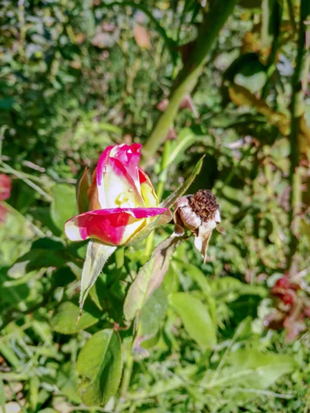 Bir çalıda, yeşil çimenli, kahverengi kenarlı, sarı çekirdekli, açılmamış bir gül goncası ve düşmüş bir çiçek.