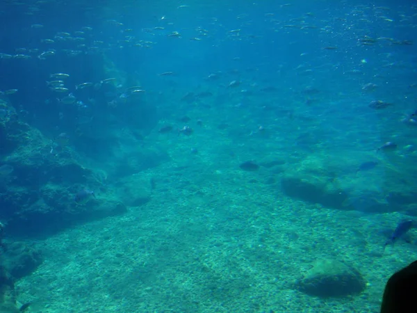 成群的鱼在蓝海的深处在卵石底部附近的岩石之间游来游去 — 图库照片