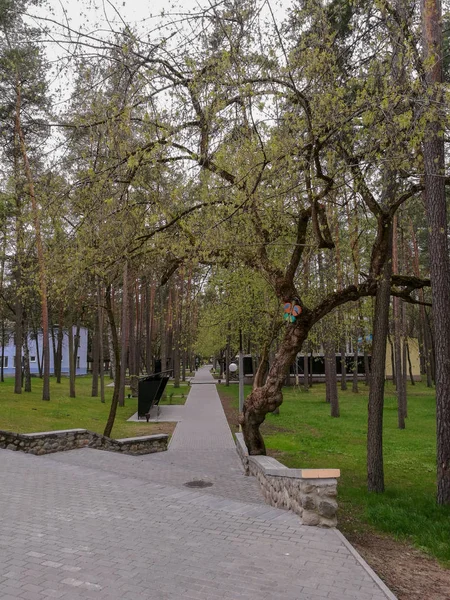 Une Allée Carrelée Étendant Loin Entre Les Arbres Verts Les — Photo