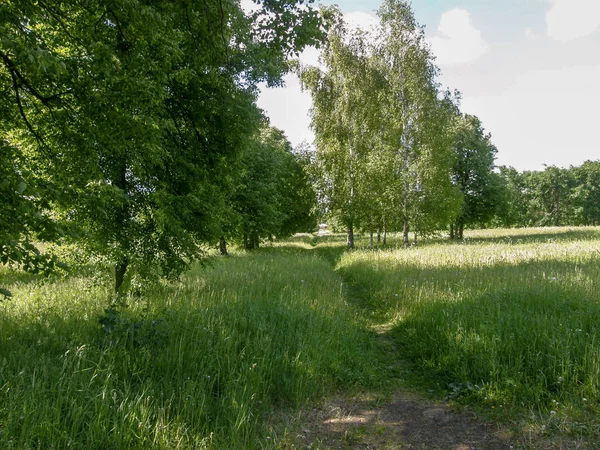 Yeşil çimenlerin arasından geçen bir patika, parlak öğleden sonra güneşinde mavi gökyüzü ve beyaz bulutlar arasında uzanır.