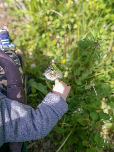 緑の草を背景に飛行タンポポを持つ灰色のコートの赤ちゃんの手 — ストック写真