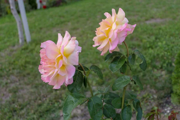 2つの大きなバラの芽を持つ花ブッシュ緑の背景に黄色ピンク — ストック写真