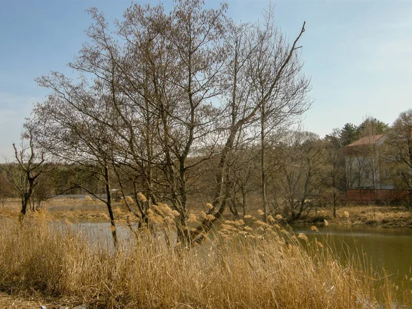 View of the river Bank with bare trees and yellow reeds