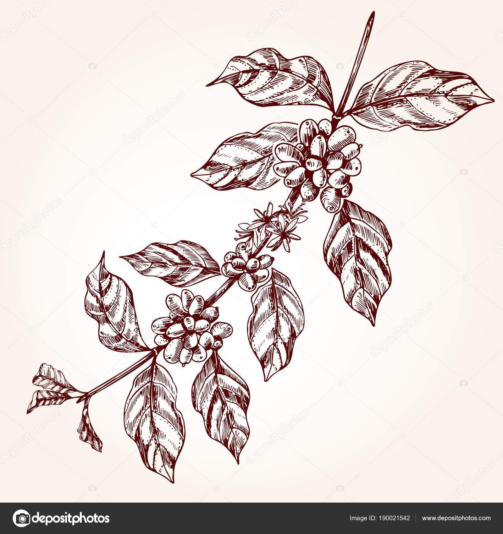 Coffee Tree Branch Freehand Drawing In Sketch Style Plant Concept With Leaf And Bean Vintage Vector Illustration By Coffee Tree Branch Freehand Drawing In Sketch Style Plant Concept With Leaf And Bean Vintage Vector Illustration By