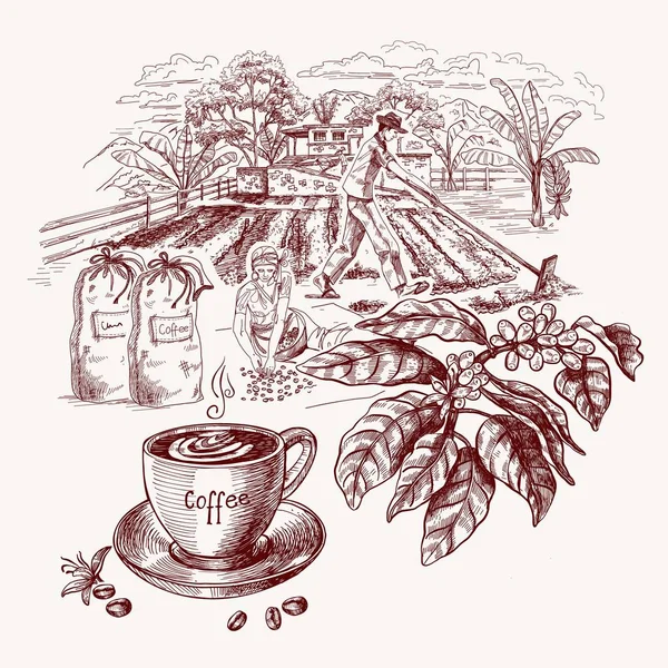 Kahve hasadı konsepti, bir fincan kahve ve tarlanın arka planında bir kahve dalı dahil. Robot resim biçiminde vektör illüstrasyonu. — Stok Vektör