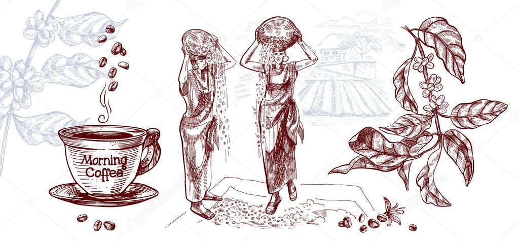 Coffee harvesting. Women are grain drying. Vector illustration in sketch style.