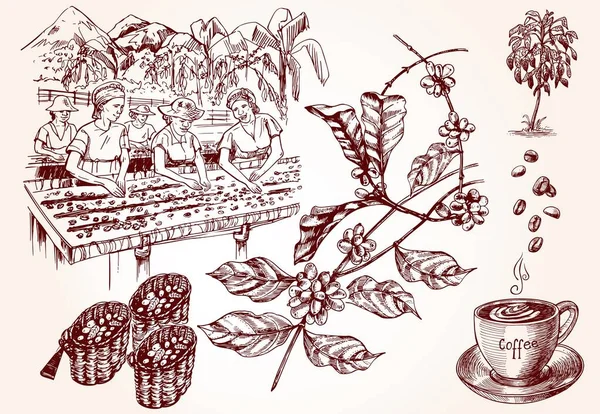 Kahve hasat. Kahve işlem yapma Vintage çizimi. — Stok Vektör
