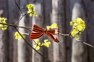 Aziz George Kurdeleleri ağaç dalında. Rusya 'da bağımsızlık ve zafer günü kavramı, 9 Mayıs