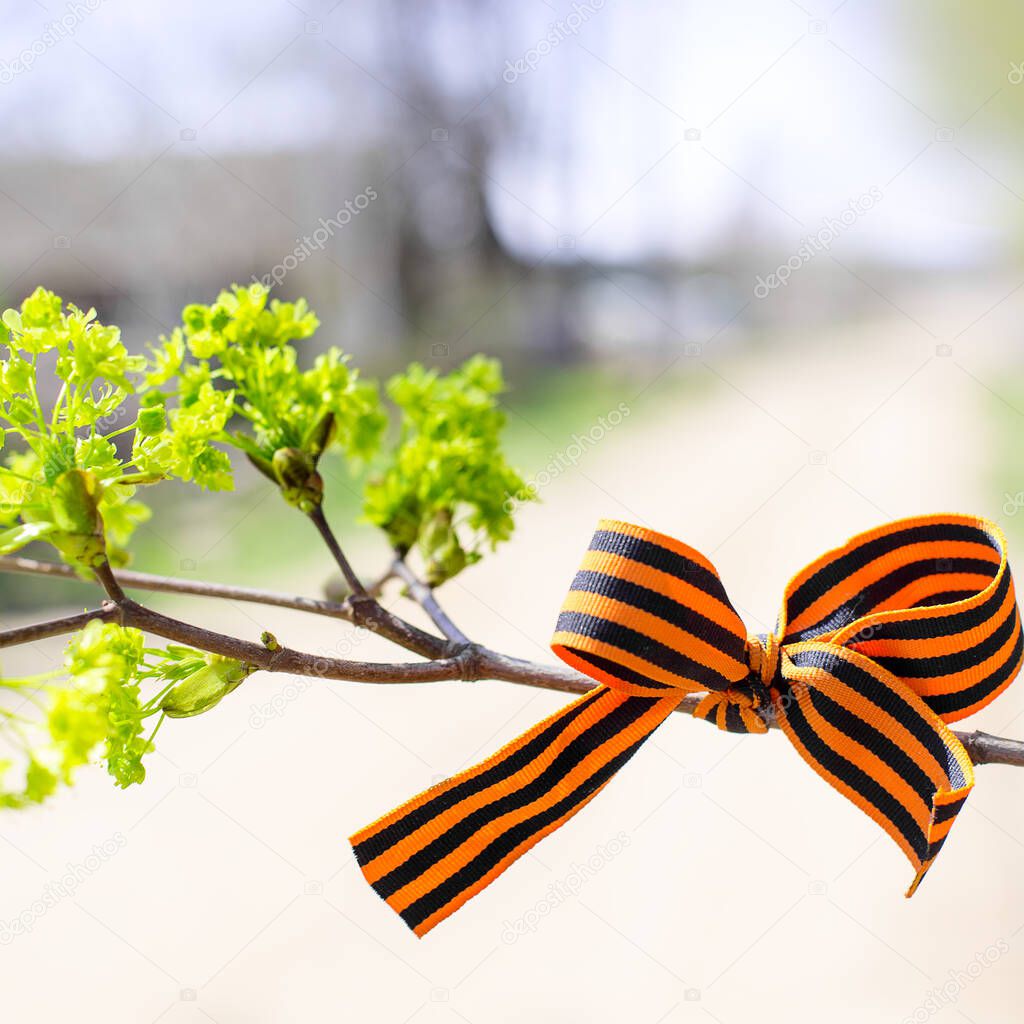 Saint George ribbon tied on a tree, as a concept of remembrance day and victory day in Russia. Symbol of victory and peace