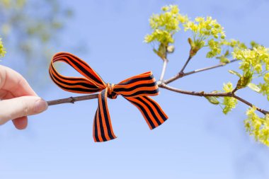 Aziz George kurdelesi güneşli bir günde bir ağaca bağlanmış. Rusya 'da günü ve zafer gününü anma kavramı. Zafer ve barışın sembolü