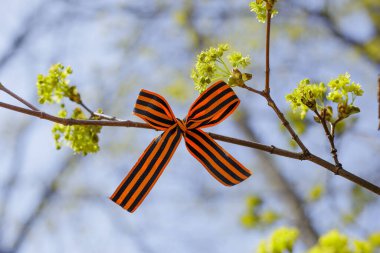 Aziz George kurdelesi, Rusya 'nın zafer günü anısına bir ağaca bağlanmıştı. Zafer ve barışın sembolü