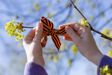 Aziz George kurdelesini ağaca bağlayan ellerin yakın çekimi, Rusya 'daki mutlu zafer gününün bir sembolü.