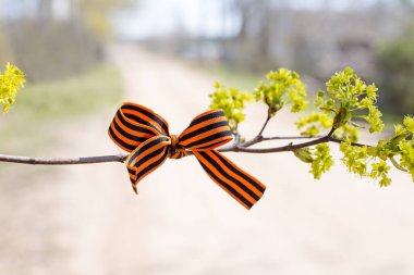 Aziz George kurdelesi çiçek açan bir ağacın üzerinde Bağımsızlığın sembolü, zafer günü, Rusya Günü