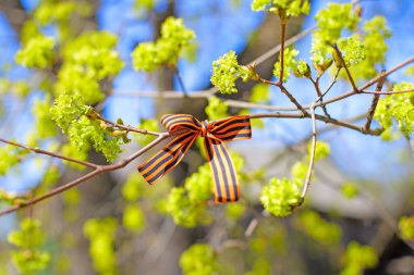 9 Mayıs 'ta, Rusya' nın zafer günü, ağaç dallarında Aziz George Kurdeleleri