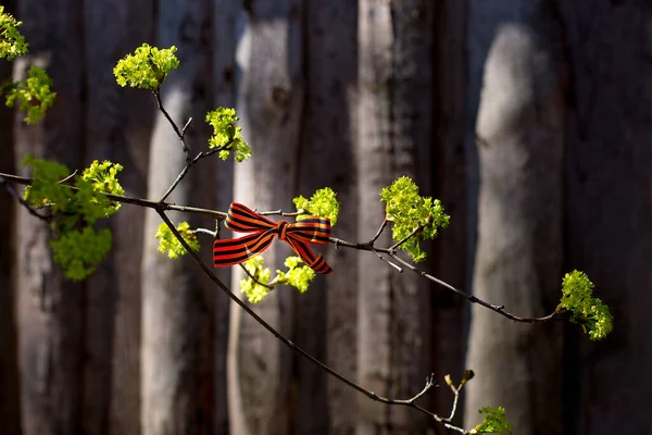 Saint George Ribbons Tree Branches May Russian Holiday Victory Day — Stock Photo, Image