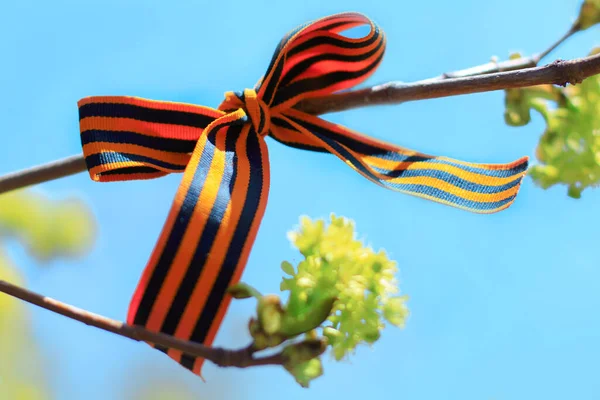 Saint George Ribbons Tree Branches May Russian Holiday Victory Day Royalty Free Stock Images