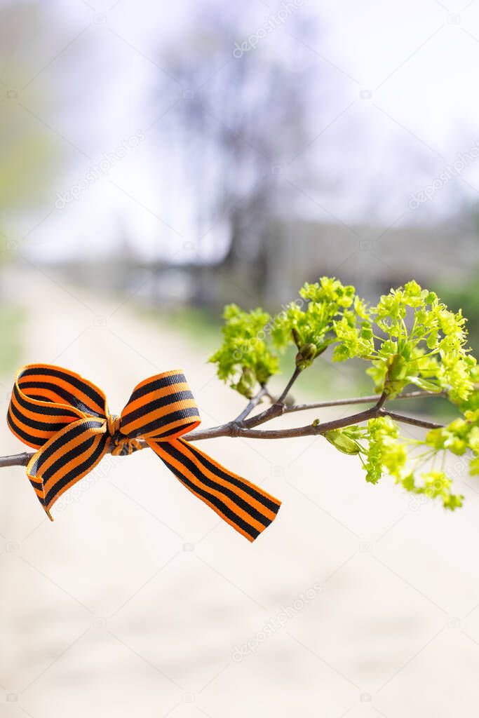 St. George's Ribbons on tree branches, May 9,  russian holiday victory day