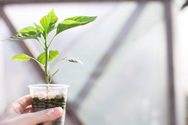 Bir seranın arka planında genç bir kızın ellerinde eko biber.