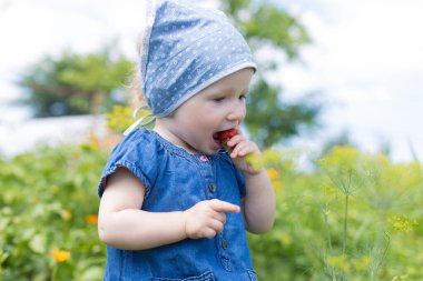 Bir çocuk çiftlikte yetişen doğal çilekleri, çocukları ve sağlıklı yiyecekleri dener.