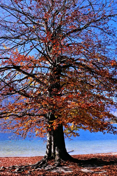 Kolorowe Drzewa Jesienią Jezioro — Zdjęcie stockowe