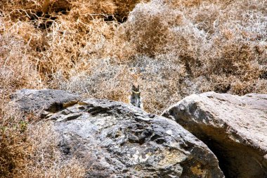 İspanya cips yeme Sincaplar