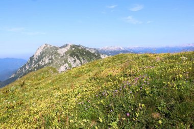 dağ çiçekleri Slovenya