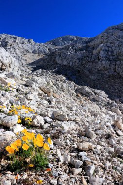 güzel çiçek geri Yüce dağ, Slovenya