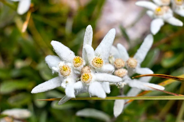 Stella Alpina Primo Piano Montagna — Foto Stock