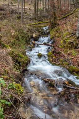 Art arda sıralı ve düşmüş ağaçların arkasında