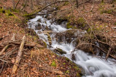 Ormandaki su akıntısı