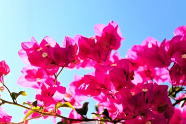 güzel Bougainvillea çiçek, Yunanistan