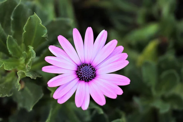 Pretty Purple Daisy Grekland — Stockfoto