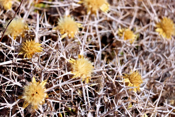 Planta Amarela Com Espinhos — Fotografia de Stock
