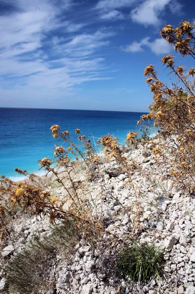 Wild Flowers Lefkada Greece — Stock Photo, Image