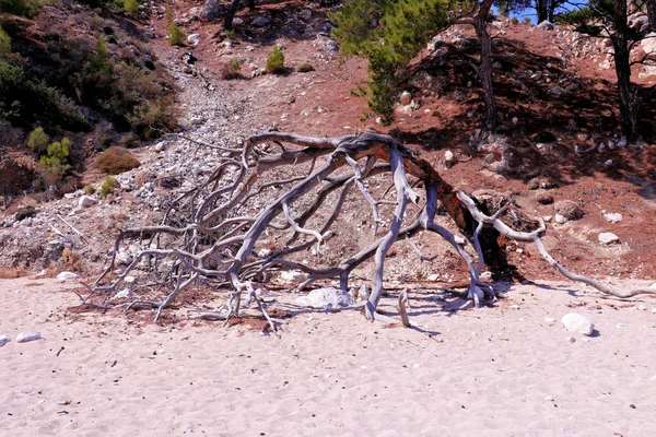 Vieux Bois Ramifié Sur Plage Karpathos — Photo