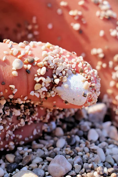 Colored Toe Finger Close Beach — Stock Photo, Image